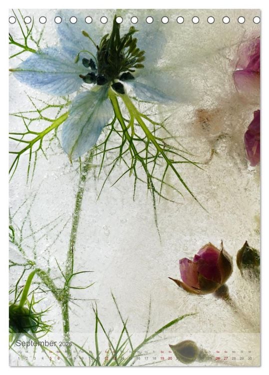 Produktbild: Blumen in Eis (Tischkalender 2026 DIN A5 hoch), CALVENDO Monatskalender
