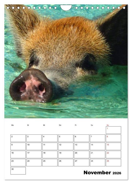 Produktbild: Schweine auf den Bahamas! (Wandkalender 2026 DIN A4 hoch), CALVENDO Monatskalender