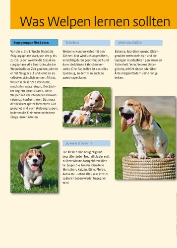 Produktbild: Beagle