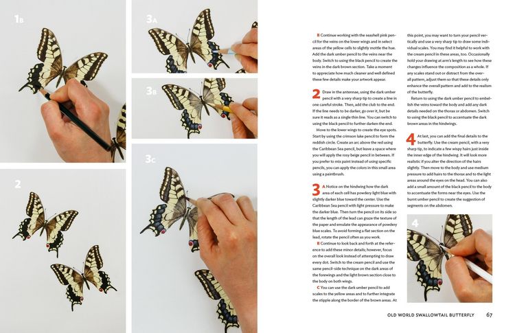 Produktbild: The Insect Artist