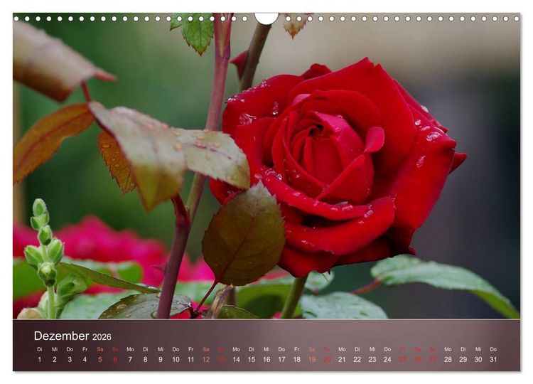 Produktbild: Zarte Sch&ouml;nheiten - Rosen (Wandkalender 2026 DIN A3 quer), CALVENDO Monatskalender