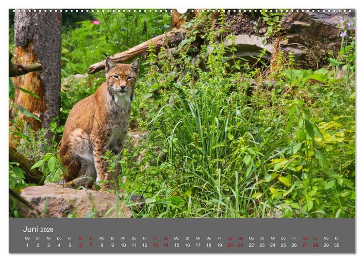 Produktbild: Der Luchs - Hochbeinig, Pinselohren, Backenbart (Wandkalender 2026 DIN A2 quer), CALVENDO Monatskalender