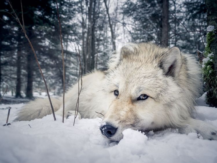 Produktbild: Grau wolf (Puzzle)