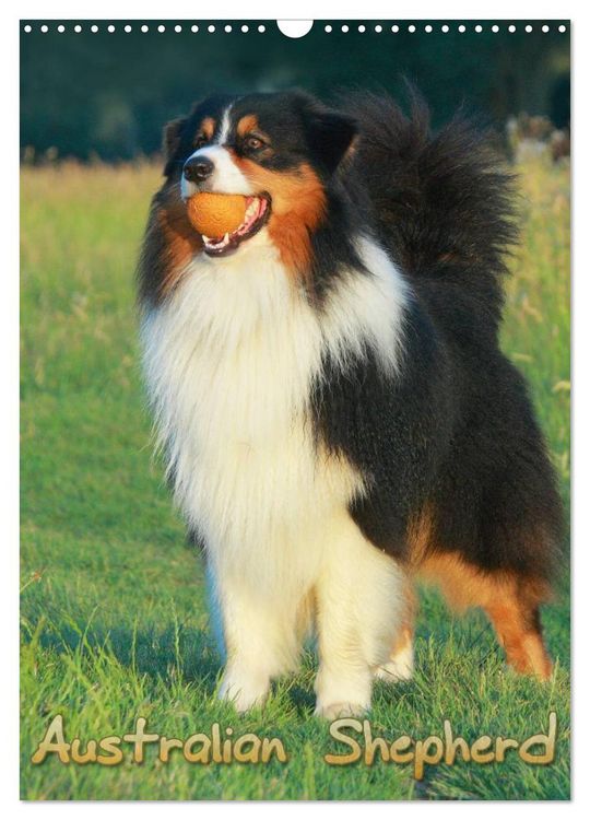 Produktbild: Australian Shepherd (Wandkalender 2026 DIN A3 hoch), CALVENDO Monatskalender