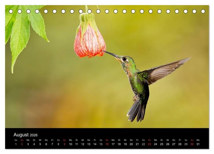 Produktbild: Der Kolibrikalender (Tischkalender 2026 DIN A5 quer), CALVENDO Monatskalender