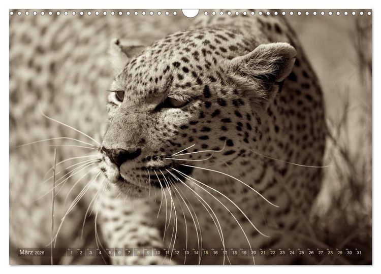 Produktbild: Botswana &ndash; Impressionen aus Afrika (Wandkalender 2026 DIN A3 quer), CALVENDO Monatskalender