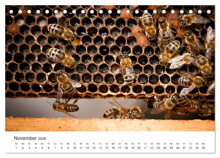 Produktbild: Bienen und Waben (Tischkalender 2026 DIN A5 quer), CALVENDO Monatskalender