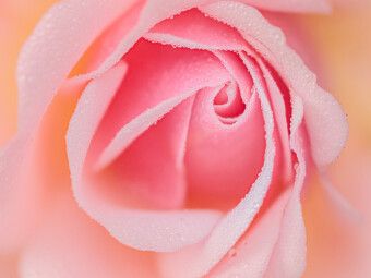 Produktbild: CALVENDO Puzzle Rose im Morgentau | 1000 Teile Lege-Gr&ouml;&szlig;e 64x48cm Foto-Puzzle f&uuml;r gl&uuml;ckliche Stunden
