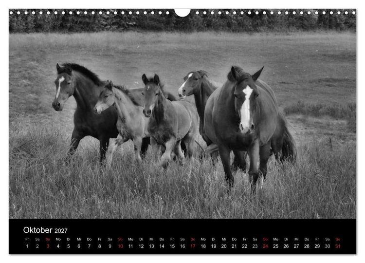 Produktbild: Pferde 2027 Wild Thing (Wandkalender 2027 DIN A3 quer), CALVENDO Monatskalender