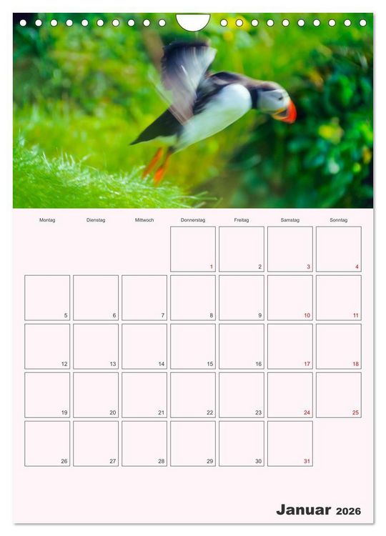 Produktbild: Papageitaucher Monatsplaner (Wandkalender 2026 DIN A4 hoch), CALVENDO Monatskalender