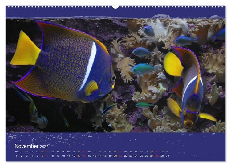 Produktbild: Korallenfische im Lichtschimmer des Meeres (hochwertiger Premium Wandkalender 2027 DIN A2 quer), Kunstdruck in Hochglanz