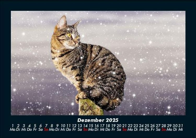 Produktbild: F&uuml;r Katzenfreunde 2025 Fotokalender DIN A5