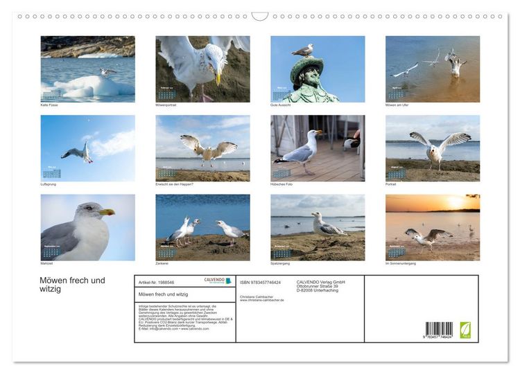 Produktbild: M&ouml;wen frech und witzig (Wandkalender 2026 DIN A2 quer), CALVENDO Monatskalender