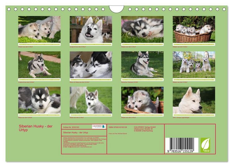 Produktbild: Siberian Husky - der Urtyp (Wandkalender 2026 DIN A4 quer), CALVENDO Monatskalender