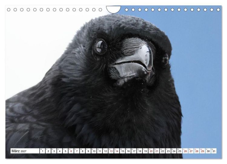 Produktbild: Im Auge der Kr&auml;he (Wandkalender 2027 DIN A4 quer), CALVENDO Monatskalender