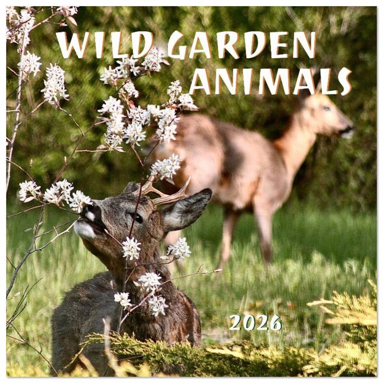 Produktbild: WILD GARDEN ANIMALS (Wall Calendar 2026 12 &times; 12 Inch) CALVENDO 12 Month Wall Calendar