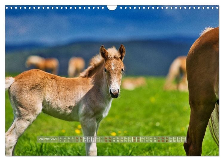 Produktbild: Haflinger Pferde in Th&uuml;ringen (Wandkalender 2026 DIN A3 quer), CALVENDO Monatskalender