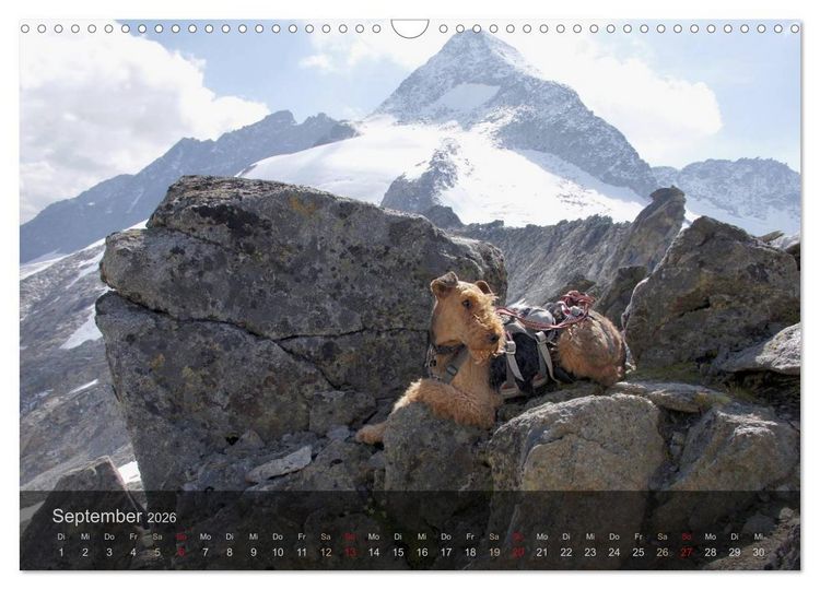 Produktbild: Der Bergdale - mit Hund im Hochgebirge (Wandkalender 2026 DIN A3 quer), CALVENDO Monatskalender