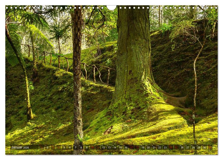 Produktbild: Terra Nostra Garten - ein botanisches Juwel auf den Azoren (Wandkalender 2026 DIN A3 quer), CALVENDO Monatskalender