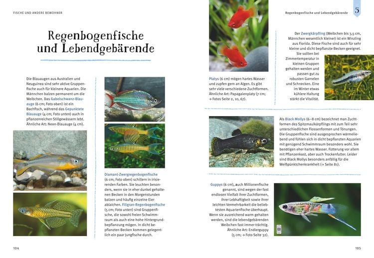 Faszinierendes Aquarium
