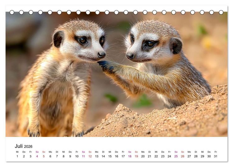 Produktbild: Erdm&auml;nnchen - klein, frech, neugierig (Tischkalender 2026 DIN A5 quer), CALVENDO Monatskalender