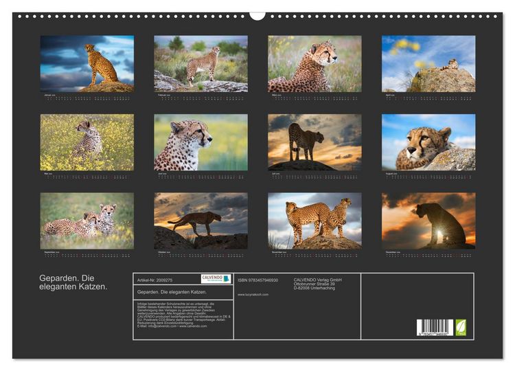 Produktbild: Geparden. Die eleganten Katzen. (Wandkalender 2026 DIN A2 quer), CALVENDO Monatskalender