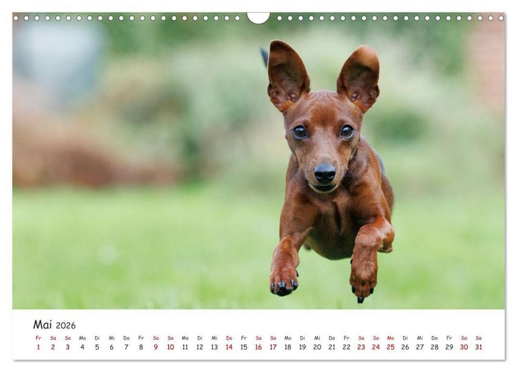 Produktbild: Zwergpinscher Sally&lsquo;s erstes Jahr (Wandkalender 2026 DIN A3 quer), CALVENDO Monatskalender