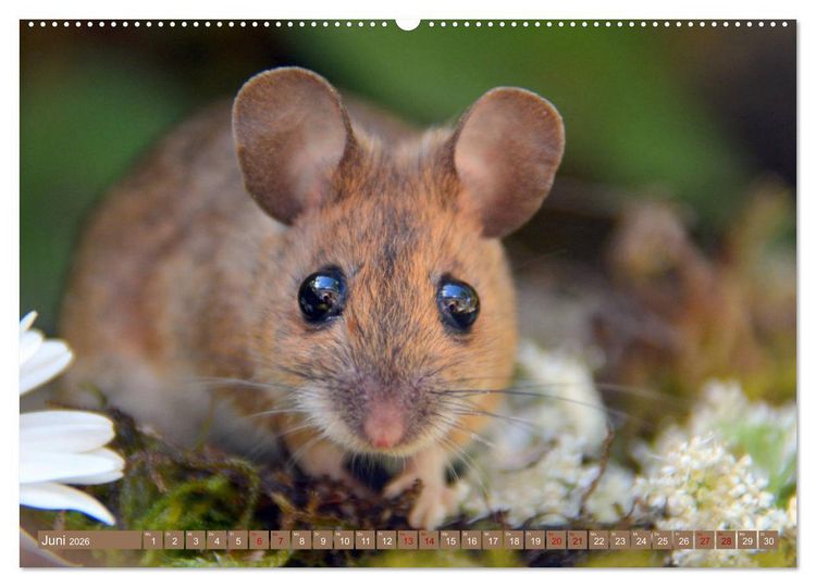 Produktbild: Gr&uuml;sse von der Maus! (hochwertiger Premium Wandkalender 2026 DIN A2 quer), Kunstdruck in Hochglanz