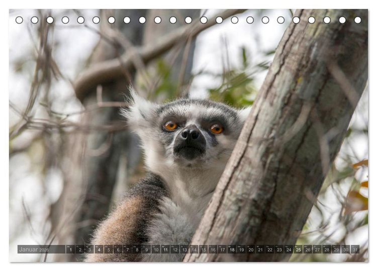 Produktbild: Tierisches Madagaskar (Tischkalender 2026 DIN A5 quer), CALVENDO Monatskalender