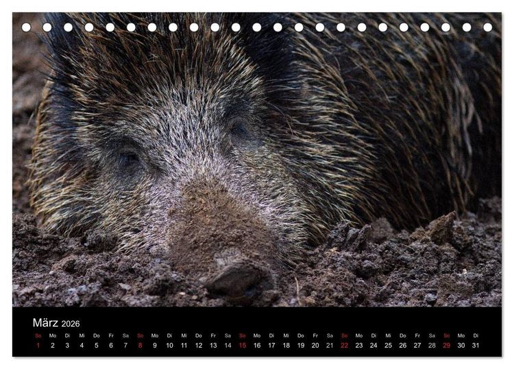 Produktbild: Wilde Wutzen. Das heimische Wildschwein (Tischkalender 2026 DIN A5 quer), CALVENDO Monatskalender