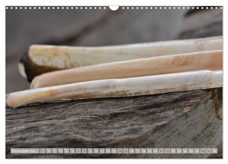 Produktbild: H&auml;user der Meere: Muscheln - Seeigel - Schnecken (Wandkalender 2026 DIN A3 quer), CALVENDO Monatskalender