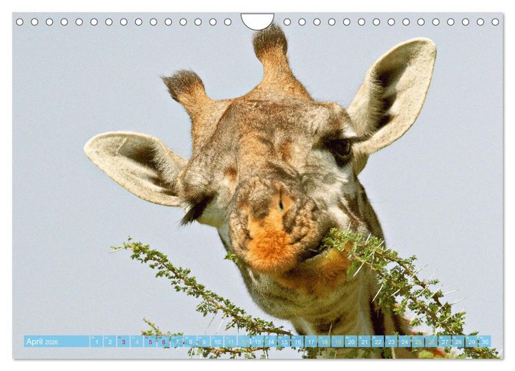 Produktbild: Giraffen: Die afrikanischen Riesen mit Weitblick (Wandkalender 2026 DIN A4 quer), CALVENDO Monatskalender