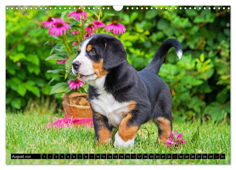 Produktbild: Ein Hund zum Verlieben - Gro&szlig;er Schweizer Sennenhund (Wandkalender 2026 DIN A3 quer), CALVENDO Monatskalender