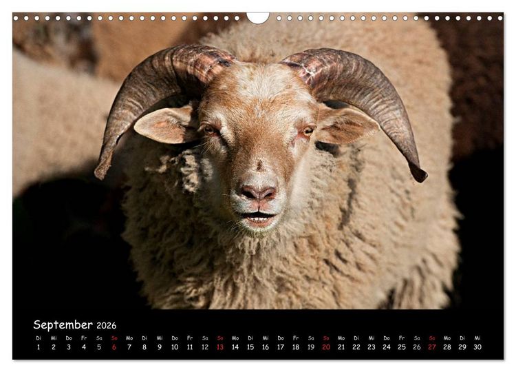 Produktbild: Schafe und L&auml;mmer (Wandkalender 2026 DIN A3 quer), CALVENDO Monatskalender