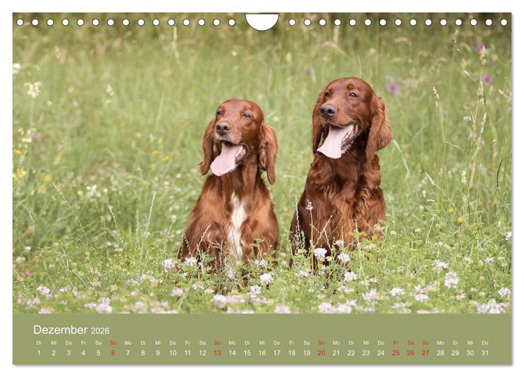 Produktbild: Setter - Geliebter Freund und Jagdkamerad (Wandkalender 2026 DIN A4 quer), CALVENDO Monatskalender