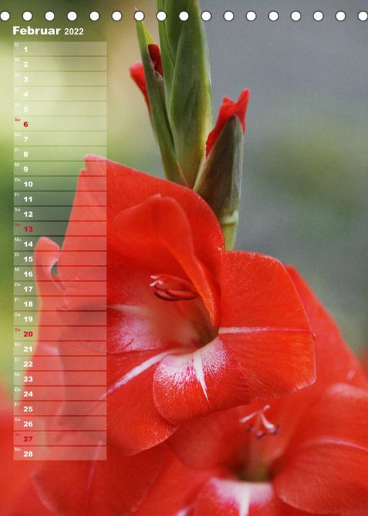 Produktbild: Gladiolenpracht (Tischkalender 2022 DIN A5 hoch)
