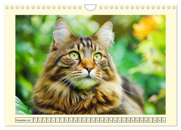 Produktbild: Sch&ouml;ne Katzen. Beliebte Samtpfoten im Garten (Wandkalender 2027 DIN A4 quer), CALVENDO Monatskalender