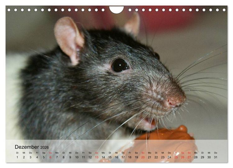 Produktbild: Ratten - Gelehrige Haustiere (Wandkalender 2026 DIN A4 quer), CALVENDO Monatskalender