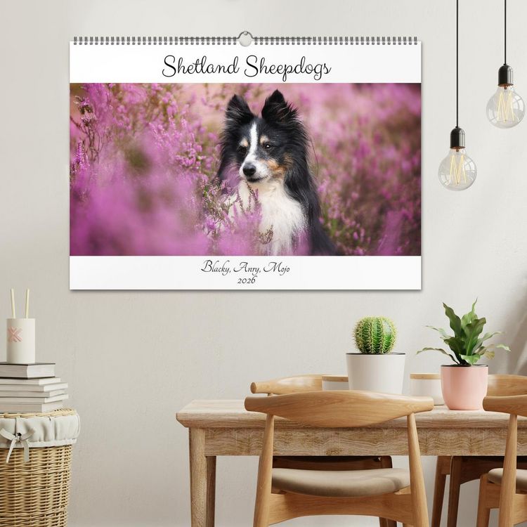 Produktbild: Shetland Sheepdogs Blacky, Anry, Mojo 2026 (Wandkalender 2026 DIN A2 quer), CALVENDO Monatskalender