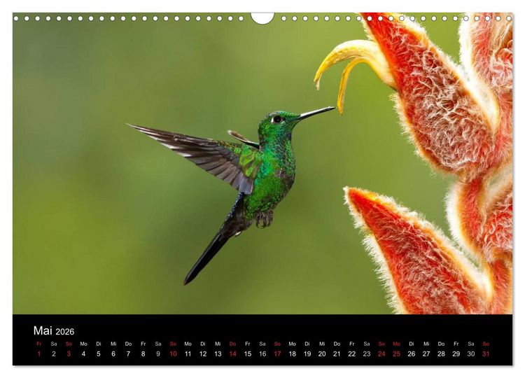 Produktbild: Der Kolibrikalender (Wandkalender 2026 DIN A3 quer), CALVENDO Monatskalender