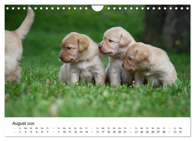 Produktbild: Labrador Welpen (Wandkalender 2026 DIN A4 quer), CALVENDO Monatskalender