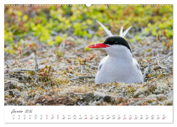 Produktbild: La faune de nos c&ocirc;tes les oiseaux (Calendrier mural 2026 DIN A2 vertical), CALVENDO calendrier mensuel