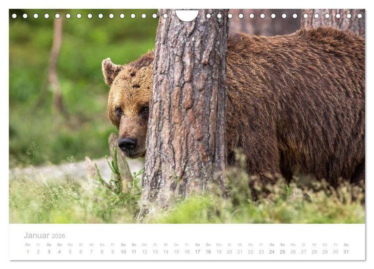 Produktbild: Braunb&auml;ren - pelzige Riesen in Finnlands W&auml;ldern (Wandkalender 2026 DIN A4 quer), CALVENDO Monatskalender