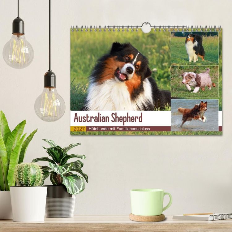 Produktbild: Australian Shepherd - H&uuml;tehunde mit Familienanschluss (Wandkalender 2027 DIN A4 quer), CALVENDO Monatskalender
