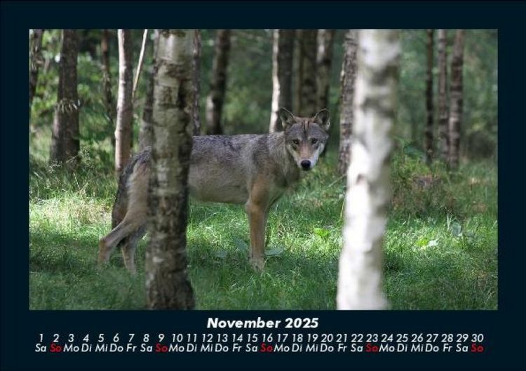 Produktbild: B&auml;ume 2025 Fotokalender DIN A5