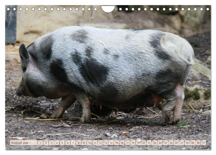 Produktbild: Tierische Schweinerei (Wandkalender 2026 DIN A4 quer), CALVENDO Monatskalender