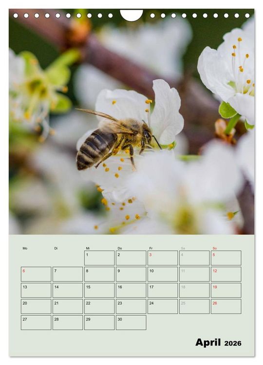 Produktbild: Bienenplaner (Wandkalender 2026 DIN A4 hoch), CALVENDO Monatskalender