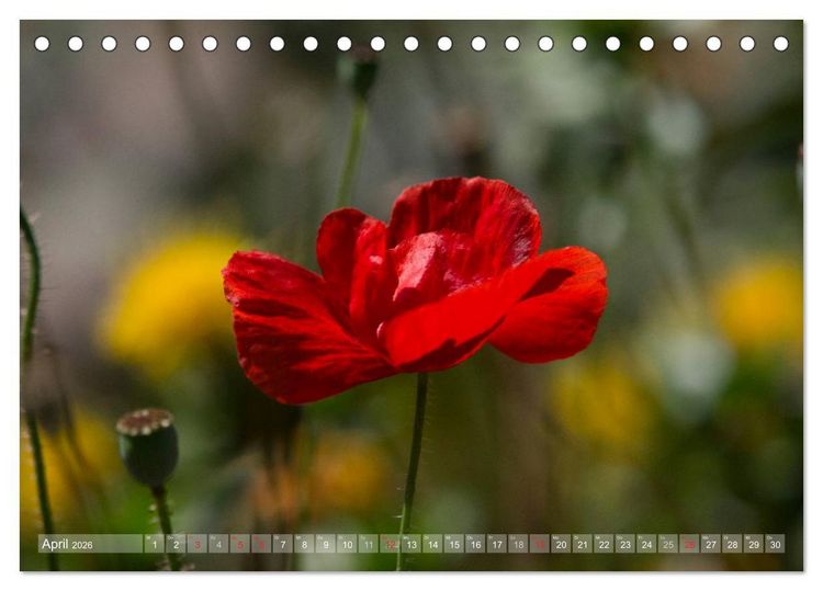 Produktbild: Mohn (Tischkalender 2026 DIN A5 quer), CALVENDO Monatskalender