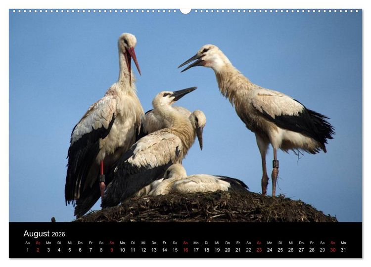 Produktbild: Ein Jahr bei den St&ouml;rchen (Wandkalender 2026 DIN A2 quer), CALVENDO Monatskalender