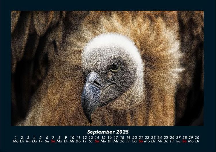 Produktbild: Vogelparadies 2025 Fotokalender DIN A4